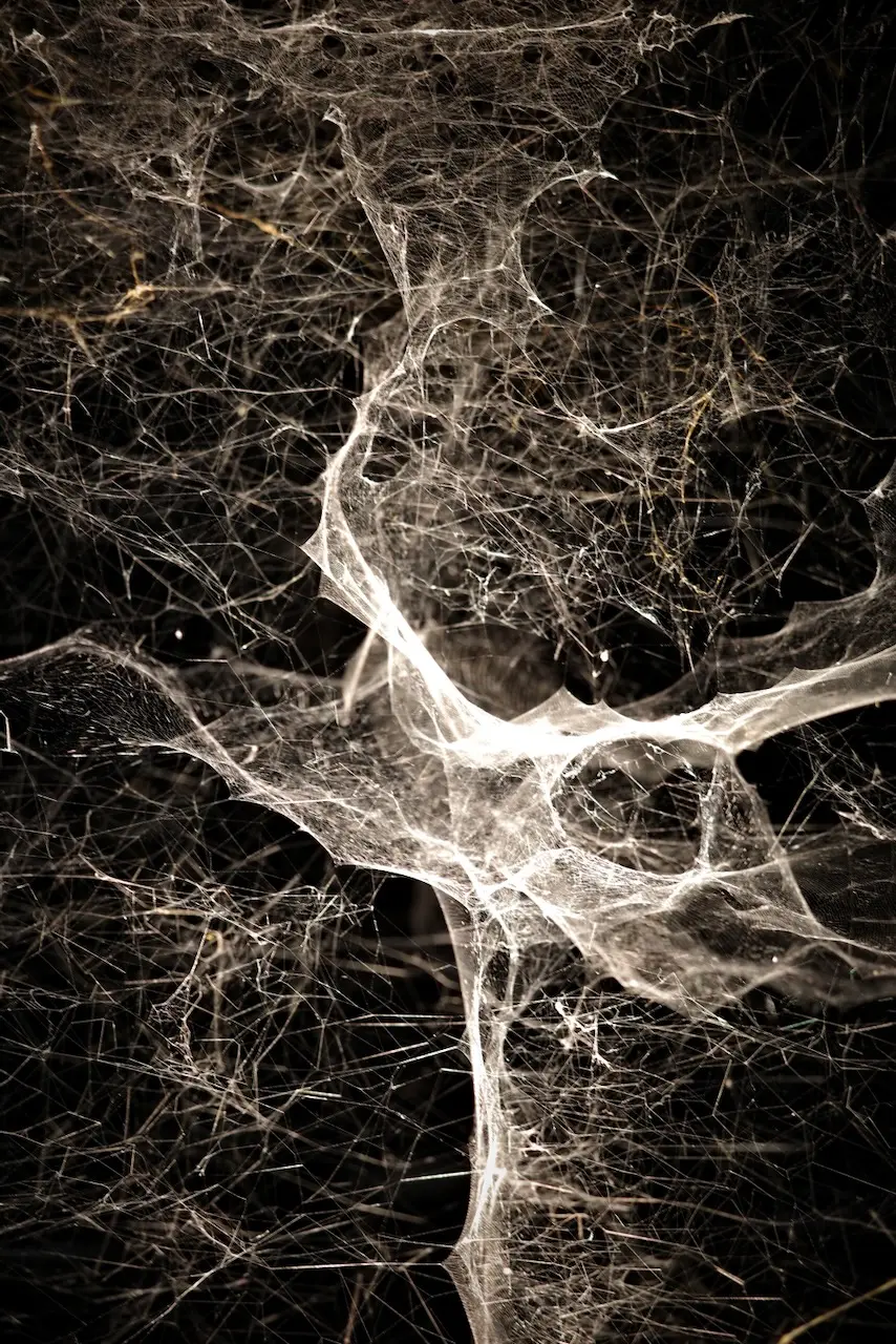 a spider web in the museum