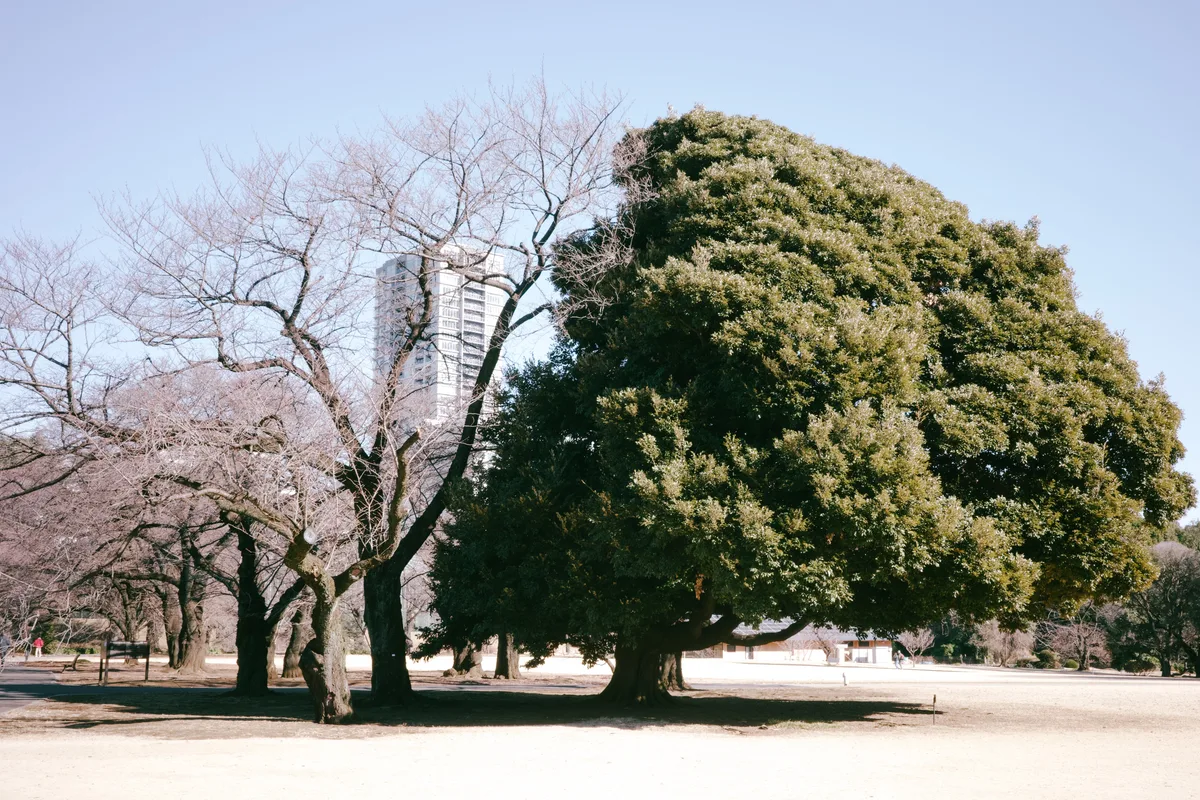beautiful tree